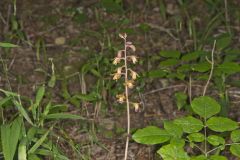 Crested Coralroot, Hexalectris spicata