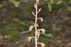 Crested Coralroot, Hexalectris spicata