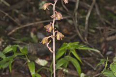 Crested Coralroot, Hexalectris spicata Crested Coralroot, Hexalectris spicata