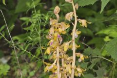 Crested Coralroot, Hexalectris spicata Crested Coralroot, Hexalectris spicata
