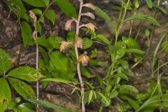 Crested Coralroot, Hexalectris spicata Crested Coralroot, Hexalectris spicata