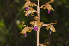 Crested Coralroot, Hexalectris spicata Crested Coralroot, Hexalectris spicata