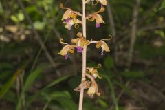 Crested Coralroot, Hexalectris spicata Crested Coralroot, Hexalectris spicata