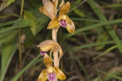 Crested Coralroot, Hexalectris spicata Crested Coralroot, Hexalectris spicata