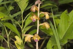 Crested Coralroot, Hexalectris spicata Crested Coralroot, Hexalectris spicata
