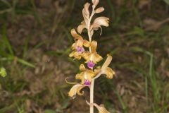 Crested Coralroot, Hexalectris spicata Crested Coralroot, Hexalectris spicata