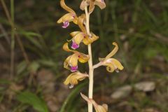 Crested Coralroot, Hexalectris spicata Crested Coralroot, Hexalectris spicata