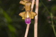 Crested Coralroot, Hexalectris spicata Crested Coralroot, Hexalectris spicata
