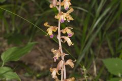 Crested Coralroot, Hexalectris spicata Crested Coralroot, Hexalectris spicata