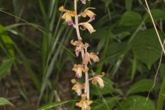 Crested Coralroot, Hexalectris spicata Crested Coralroot, Hexalectris spicata