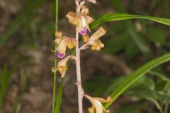 Crested Coralroot, Hexalectris spicata Crested Coralroot, Hexalectris spicata