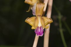 Crested Coralroot, Hexalectris spicata Crested Coralroot, Hexalectris spicata