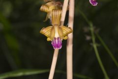 Crested Coralroot, Hexalectris spicata Crested Coralroot, Hexalectris spicata