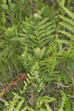 Crested Woodfern, Dryopteris cristata