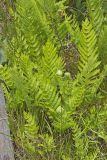 Crested Woodfern, Dryopteris cristata