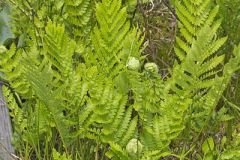Crested Woodfern