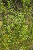 Crested Woodfern, Dryopteris cristata