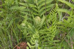 Crested Woodfern, Dryopteris cristata