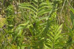 Crested Woodfern, Dryopteris cristata