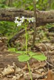 Crinkleroot, Cardamine diphylla