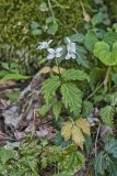 Crinkleroot, Cardamine diphylla