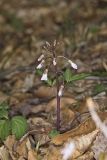 Crinkleroot, Cardamine diphylla