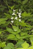 Crinkleroot, Cardamine diphylla
