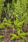 Crinkleroot, Cardamine diphylla