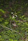 Crinkleroot, Cardamine diphylla