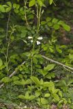 Crinkleroot, Cardamine diphylla