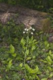 Crinkleroot, Cardamine diphylla