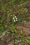 Crinkleroot, Cardamine diphylla