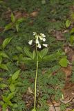 Crinkleroot, Cardamine diphylla