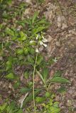 Crinkleroot, Cardamine diphylla