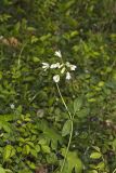 Crinkleroot, Cardamine diphylla