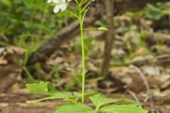 Crinkleroot, Cardamine diphylla