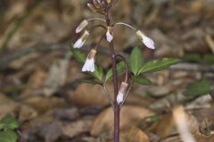 Crinkleroot, Cardamine diphylla