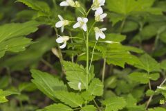 Crinkleroot, Cardamine diphylla