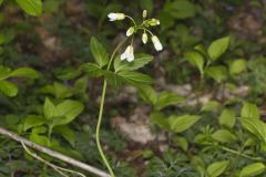 Crinkleroot, Cardamine diphylla