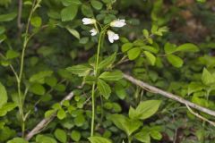 Crinkleroot, Cardamine diphylla
