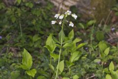 Crinkleroot, Cardamine diphylla