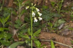 Crinkleroot, Cardamine diphylla