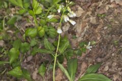 Crinkleroot, Cardamine diphylla