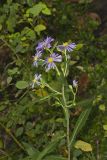 Crookedstem Aster, Symphyotrichum prenanthoides