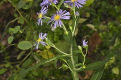 Crookedstem Aster