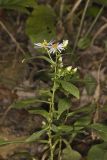 Crookedstem Aster, Symphyotrichum prenanthoides