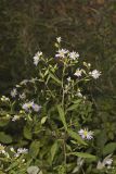 Crookedstem Aster, Symphyotrichum prenanthoides
