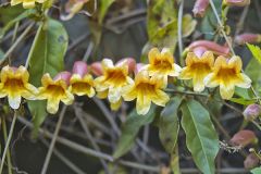 Cross Vine, Bignonia capreolata