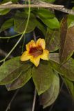 Cross Vine, Bignonia capreolata