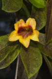 Cross Vine, Bignonia capreolata